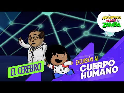 ¡Aprendemos todo sobre el Cerebro! 🧠 - Excursión al cuerpo humano 🩻