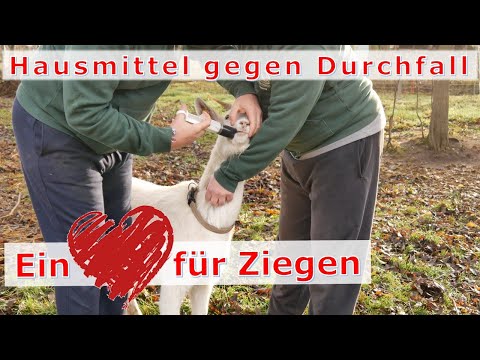 , title : 'Ein Herz für Ziegen! Was tun gegen Durchfall bei Ziegen? 🐐'