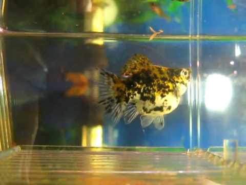 Watch Video on YouTube