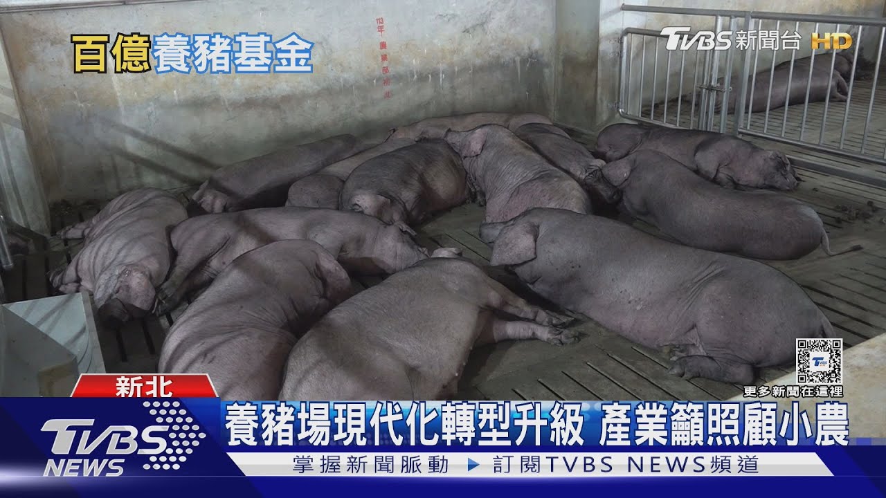 百億養豬基金助攻 畜舍設施現代化拚轉型
