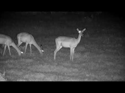 Djuma: Impalas with two lambs - 20:0 - 11/29/2022