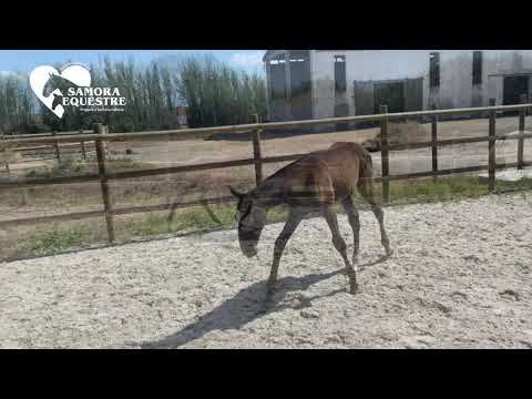 Classe II   Quixote II   Sociedade das Silveiras