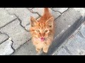 Hungry Kitten Meows For Food And Love