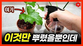 귀찮으면 이거 한번 뿌려보세요, 다음날 바로 달라집니다ㅣ이거까지 공개해도 되나..?ㅣ병충해, 진딧물 없는 식…