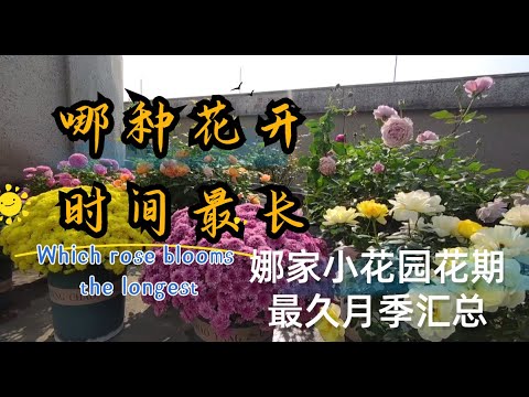 娜家小花园花期最久月季品种汇总Which rose blooms the longest