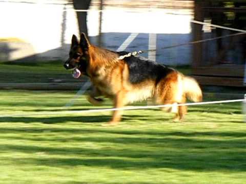 BEBETO VON MAUANDRY EN MOVIMIENTO