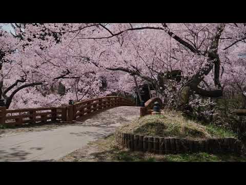 【天下第一の桜チャンネル＃５】高遠城址公園「天下第一の桜」-Takato  Castle Site Park” –The second to none cherry blossoms-