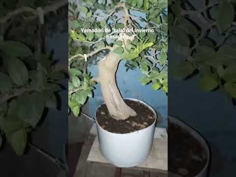 yamadori de tala gualeguay Entre Ríos