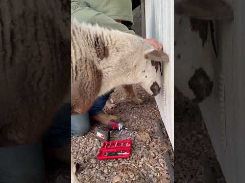 Glad all his helpers were there for support #animals #farmlife