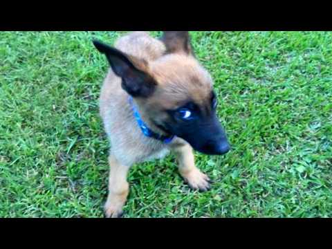 J'ai été choquée par l'attitude de ces chiens Vidéos drôles de chiens 2025