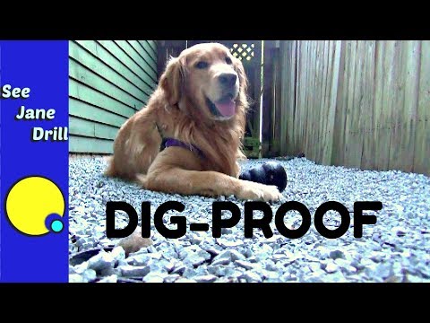 How to Build an Outdoor Pet Area Your Dog Will Love