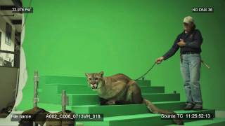 BYU Cougar Behind the Scenes - Real Cougar Commercials