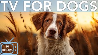 10 Hours Calming TV for Dogs: Virtual Entertainment for Bored Dogs! With Relaxing Music!
