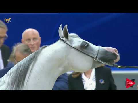 N.102 AMIRAT ALJANADREYAH ALTHANIYA - Dubai 2019 - Mares in age 7-9 years old