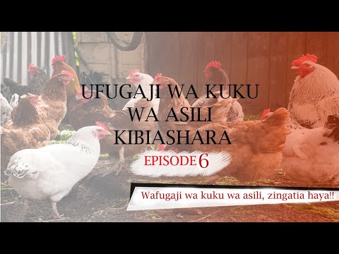 , title : 'EP 6: UFUGAJI WA KUKU WA ASILI KIBIASHARA/ Mambo ya msingi ya  kuzingatia kwa wafugaji..'
