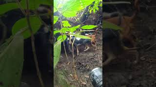 ACERTOU? #javalibrasil #caçadejavali #hunter #hunting  #wildboar