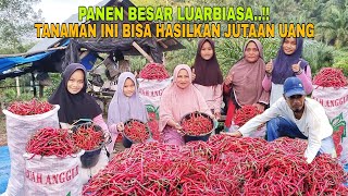 Download lagu PANEN BESAR..!! JANGAN KAGET DAN HERAN COBALAH TANAM HASILNYA BISA HASILKAN UANG RATUSAN JUTA mp3 Download lagu PANEN BESAR..!! JANGAN KAGET DAN HERAN COBALAH TANAM HASILNYA BISA HASILKAN UANG RATUSAN JUTA mp3