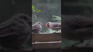 Cardinal bird is feeding the baby bird #farmer #feeding #babybird #gardening #farming  #harvesting
