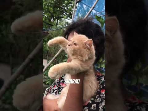 Mewaaao mewaaao my miku 😘