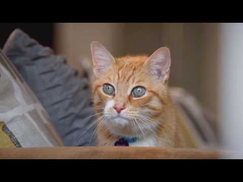 NewsLink Indiana - February 20th, 2017