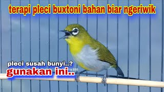 Download lagu Terapi Pleci Buxtoni Bahan Biar Ngeriwik || Masteran Pleci Bahan Biar Ngeriwik mp3 Download lagu Terapi Pleci Buxtoni Bahan Biar Ngeriwik || Masteran Pleci Bahan Biar Ngeriwik mp3