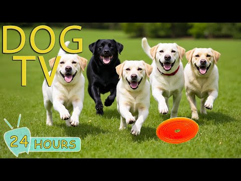 DOG TV for Dogs to Watch: Best Videos Anti-Stress & Relax for Dogs When Home Alone - Music for Dogs