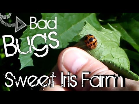 download lagu mp3 mp4 Garden Bugs, download lagu Garden Bugs gratis, unduh video klip Garden Bugs