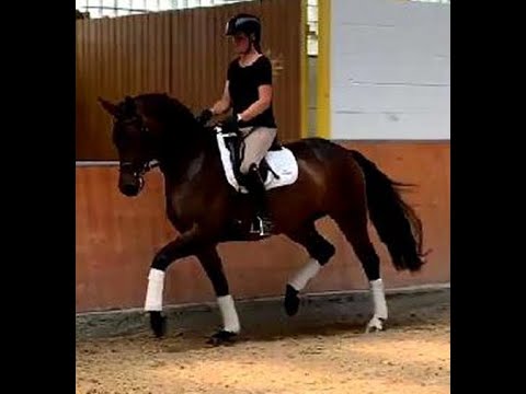2017 Westf Stute von / mare by FOR ROMANCE www.sporthorses-online.com