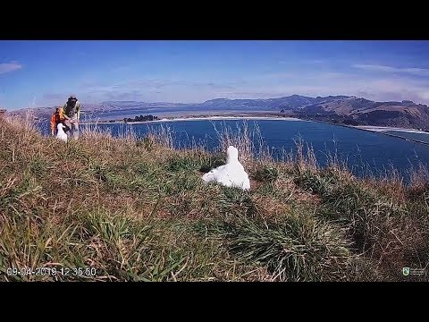Royal Albatross~Chick gets supplementary food~13:35 PM 2019/04/09