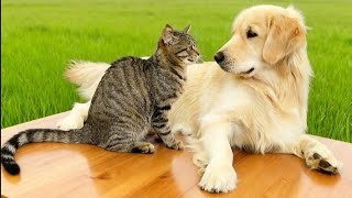 Adorable Animals Just Having Fun 