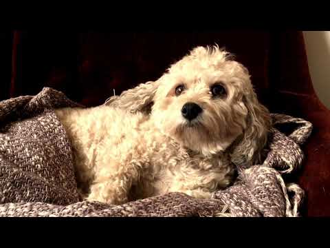 Kate Lindsey's dogs Eddie and Shelby discuss Mozart, biscuits and holes.