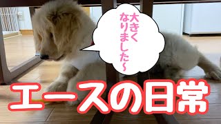 【ゴールデンレトリバー】エースの日常 成長記録