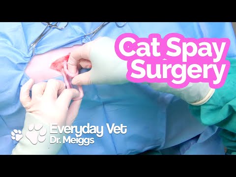 Cat Spay Surgery | A walkthrough of the surgical procedure
