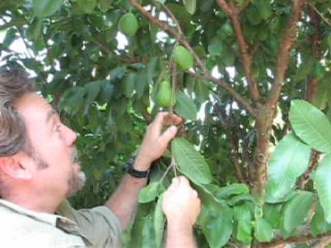How To Prune a Guava Tree Follow Up Video