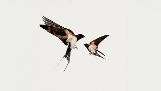 Lauri Tähkä - Näissä juhlissa ei itketä (Audiovideo)