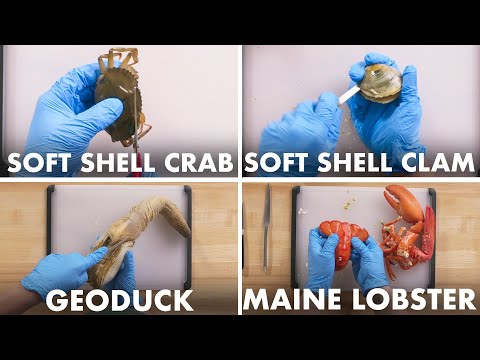 Opening Shellfish: Expert Teaches the BEST Techniques