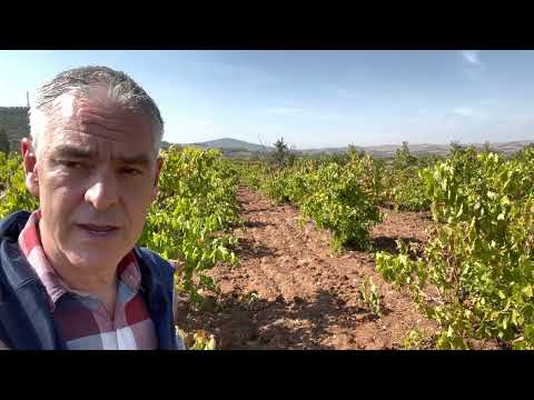 Gobelet trained Grapes in Turkey