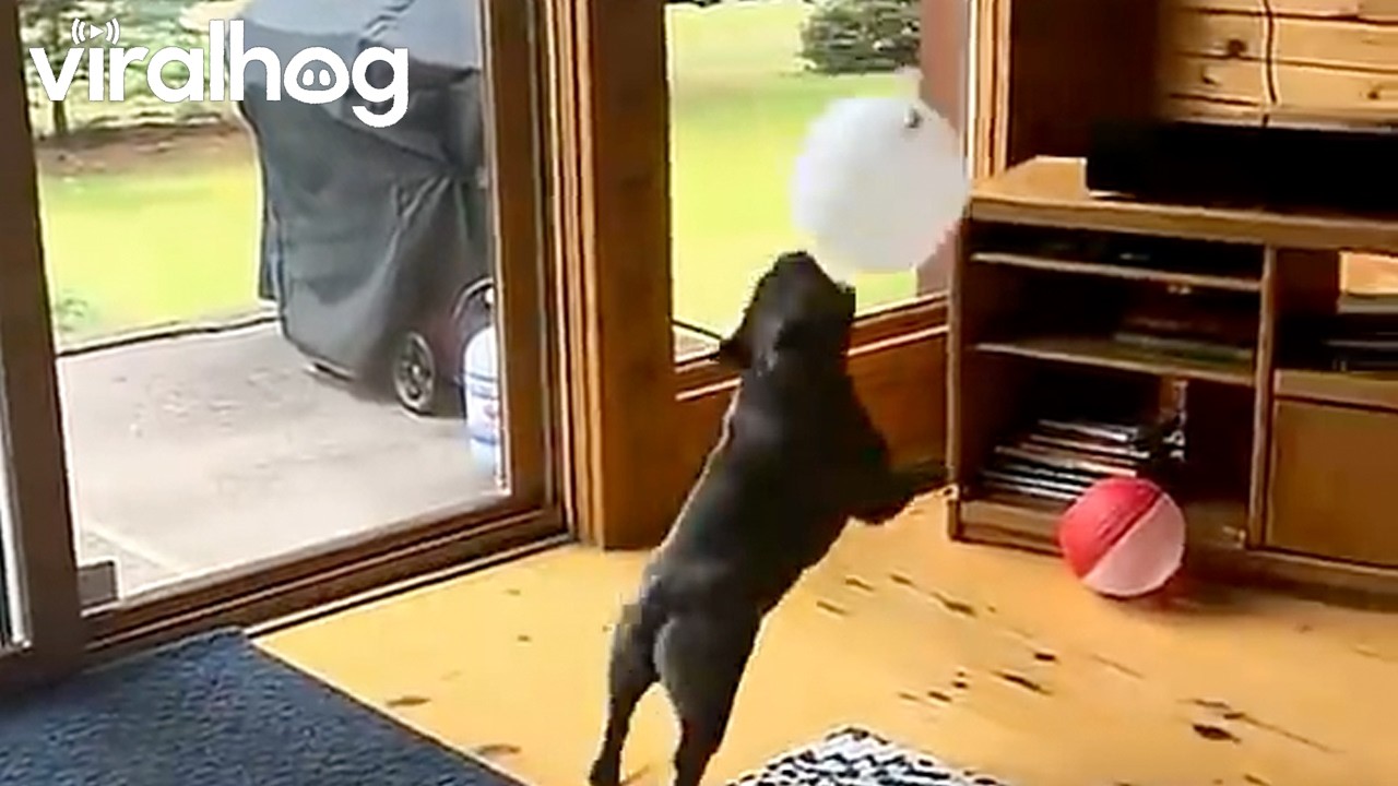 Frenchie Never Lets the Balloon Touch the Floor || ViralHog