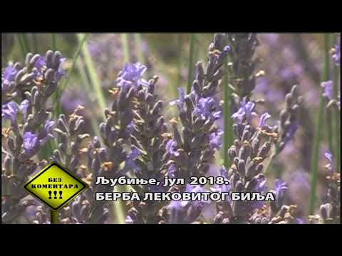 Bez komentara RTS 22. jul 2018.