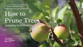 How to Prune Trees