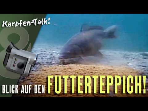 Wir blicken auf den Futterteppich! Karpfen Talk mit Markus Lotz!
