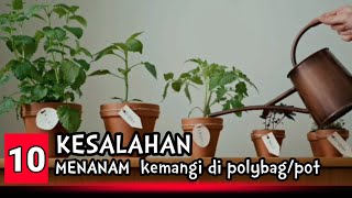 Download lagu 10 kesalahan menanam kemangi di polybag atau pot mp3