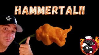 Hammertalii -  Primotalii Pepper X Thors Hammer Peach from Refining Fire Chiles