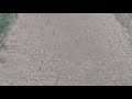 Pitch Condition After Rain Cricketvideos Shortvideos Cricket