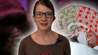 Is a bigger brain better? w/ Brain Scoop - Zoo La La (Ep 53) - Earth Unplugged