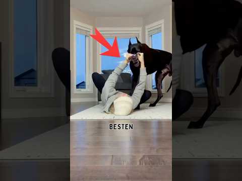 Die besten Wachhunde der Welt… und der letzte ist einfach ein Monster! #tiere #hunde