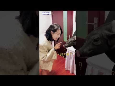 [Sub Español] 22 Seg con Victoria/ Vic castiga a XiaoBa por comer papel