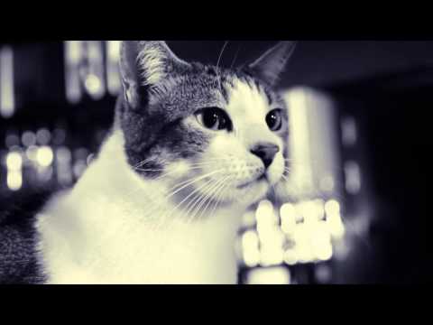 Nuno Abdul - Aceita (Official Video) By Case Graphics