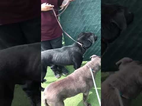 OREO, an adopted Labrador Retriever Mix in Carlsbad, CA_image-1