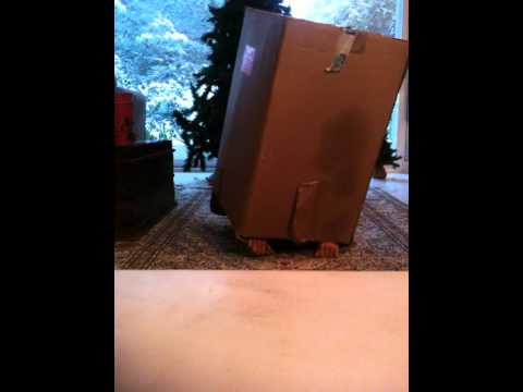 Kleon in a carton.MOV